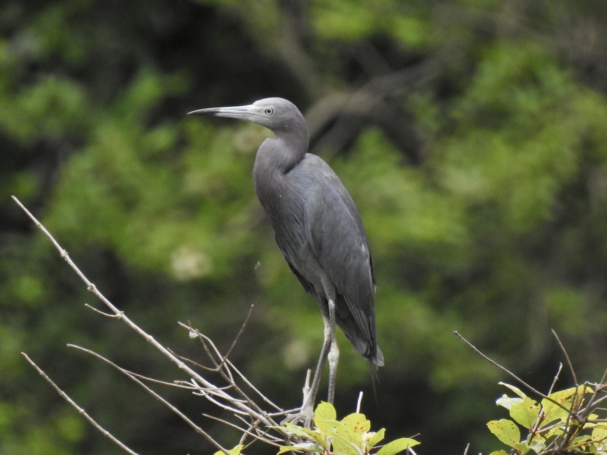 Little Blue Heron - ML592552601