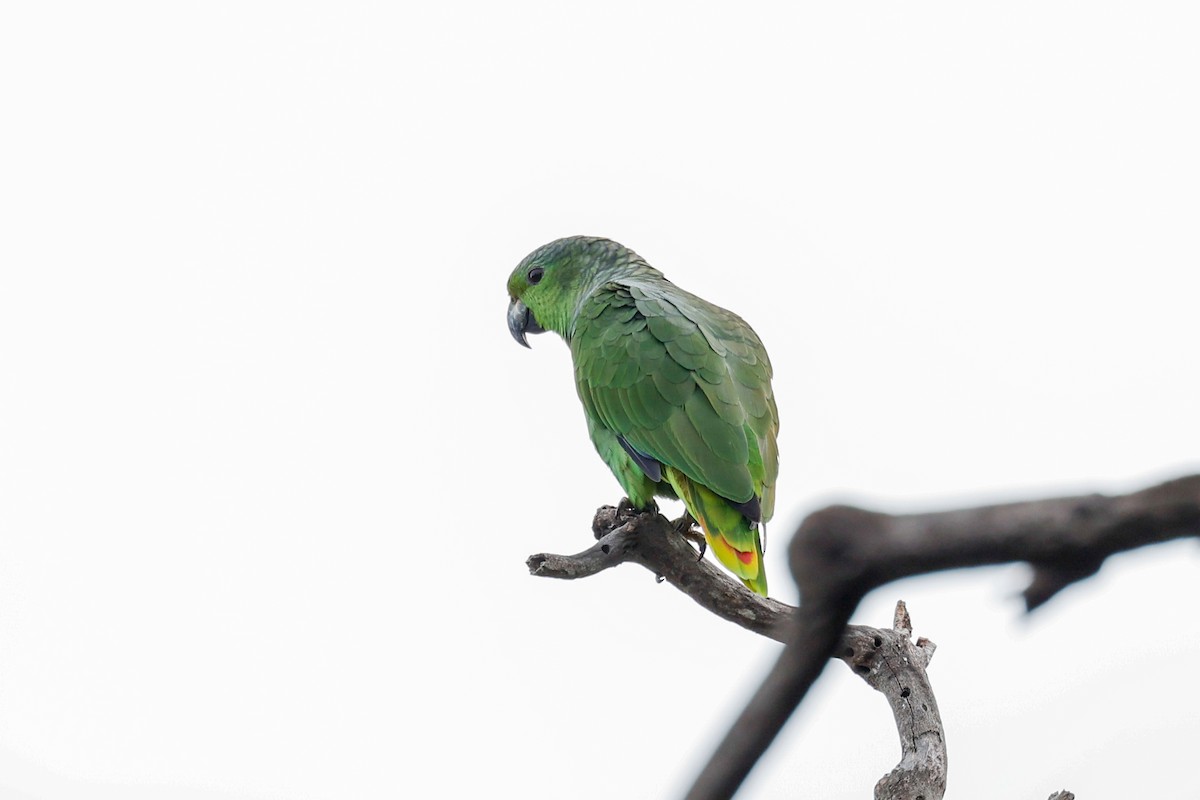 Amazona Mercenaria - ML592553831