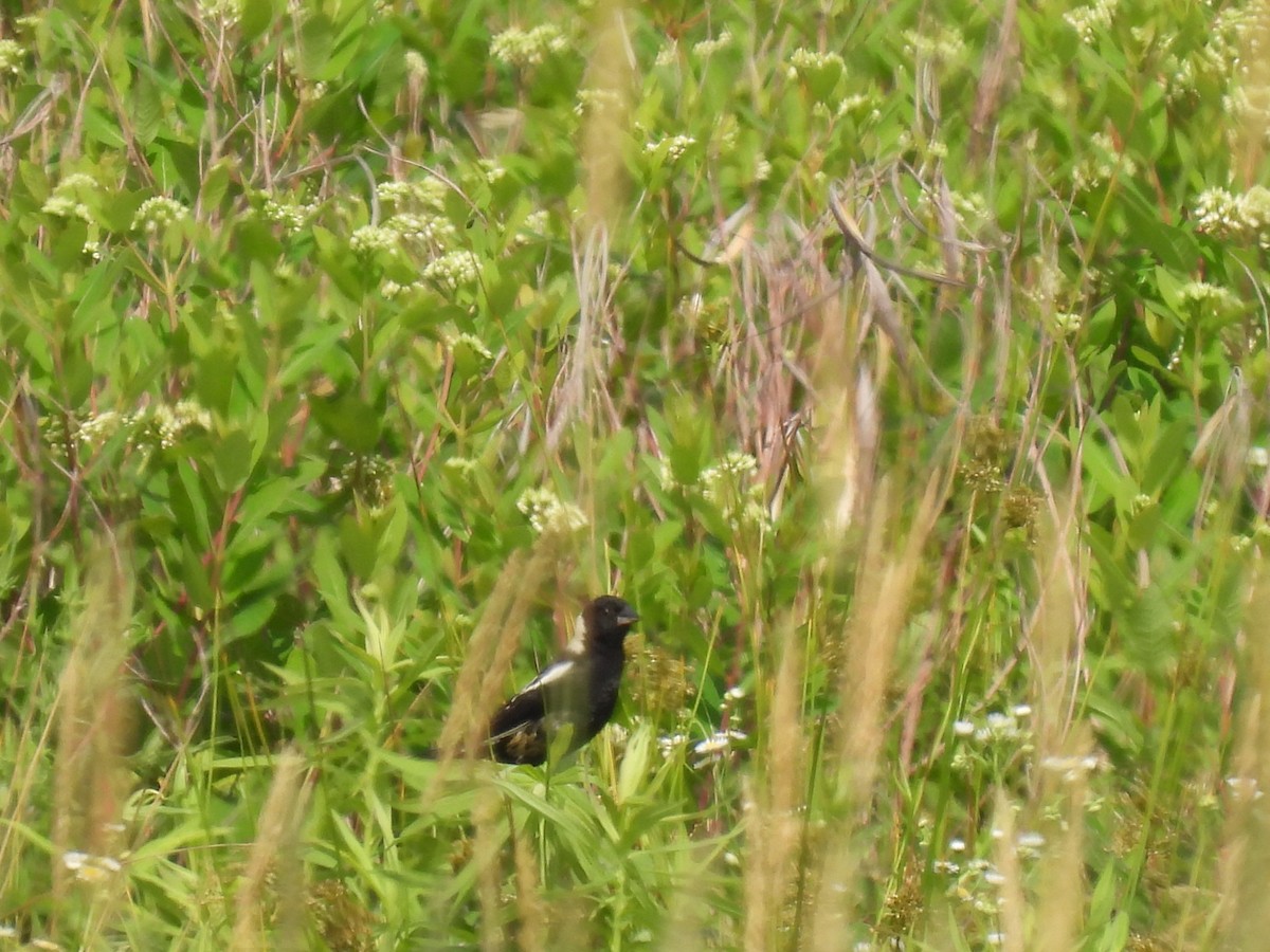 bobolink americký - ML592554131