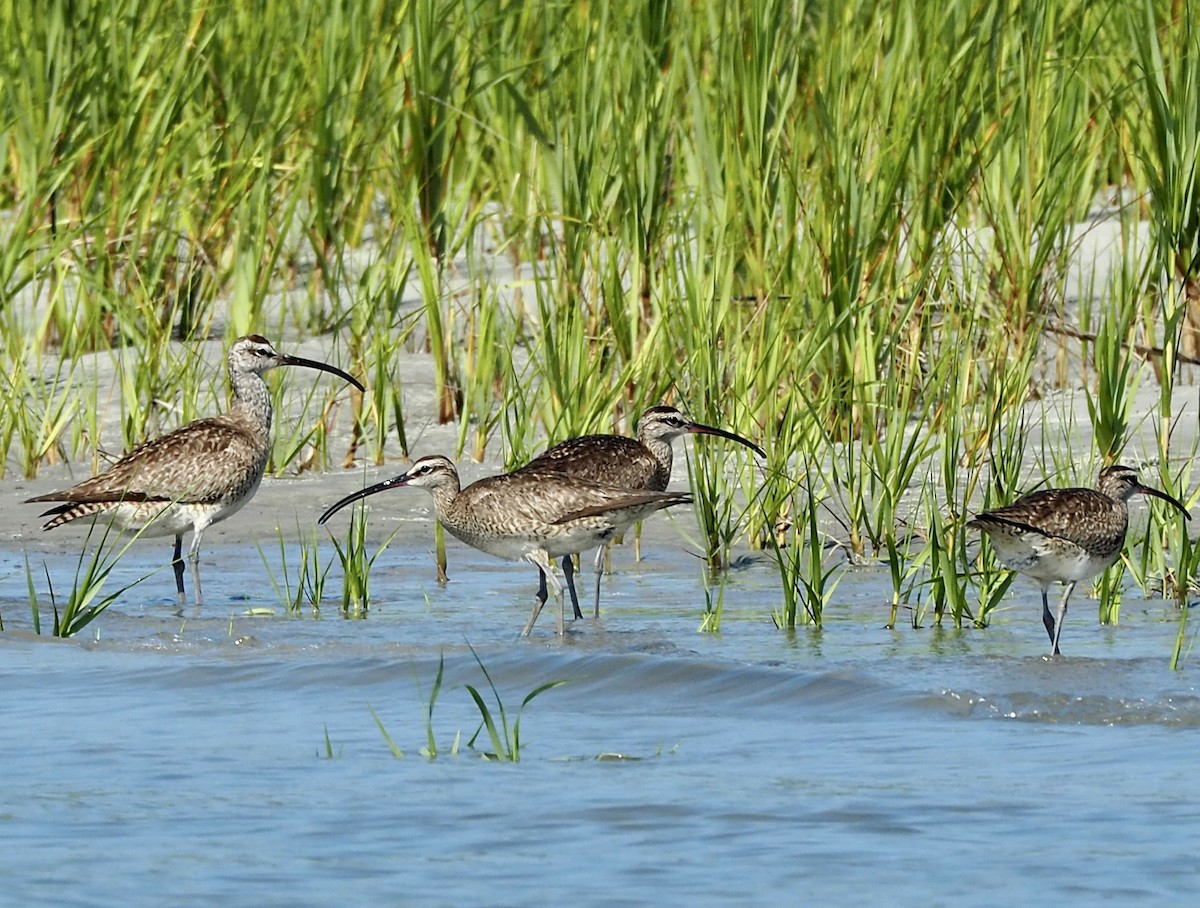 Whimbrel - ML592554691