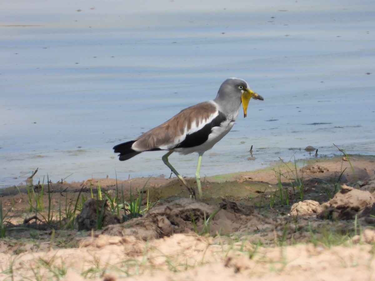 Wattled Lapwing - ML592555301