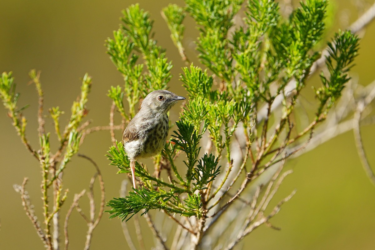 Prinia du Karoo - ML592557091