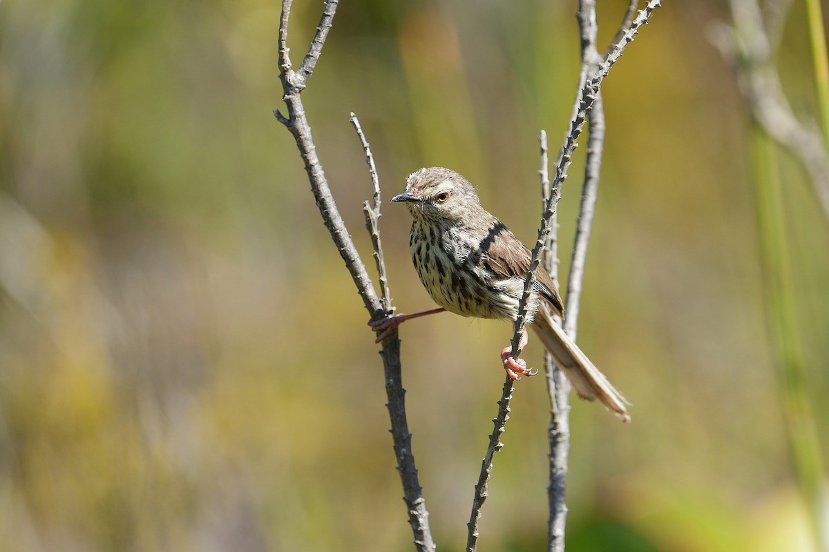 Prinia du Karoo - ML592557101