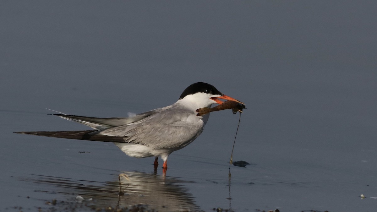 Common Tern - ML592557961