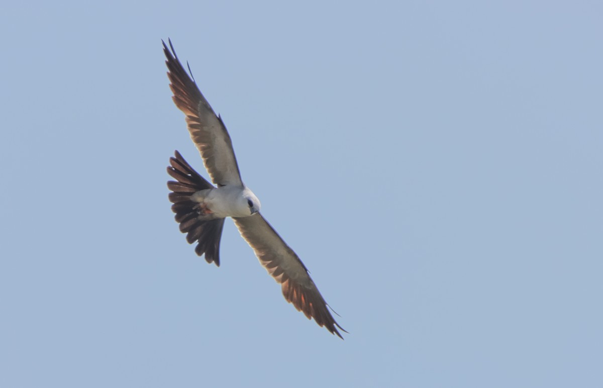 Mississippi Kite - ML592558001