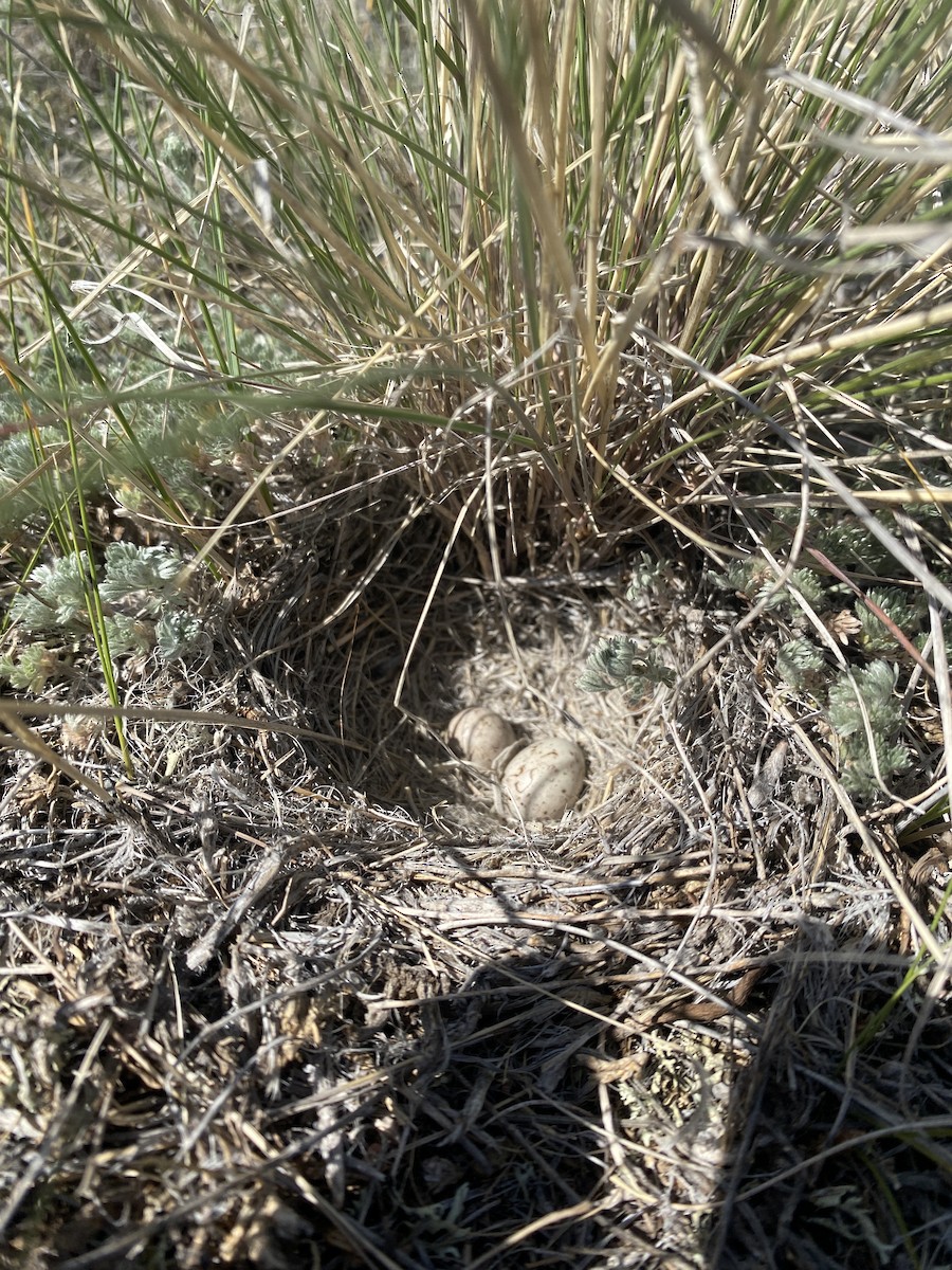 Thick-billed Longspur - ML592559081