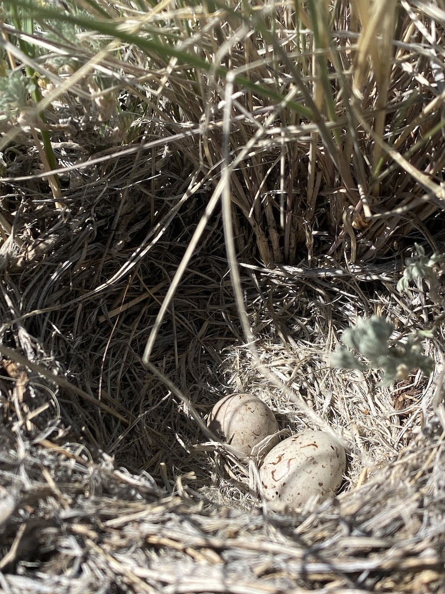 Thick-billed Longspur - ML592559091