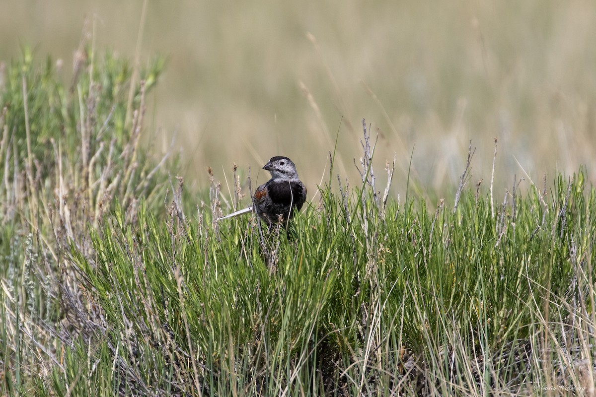 Thick-billed Longspur - Casey Weissburg