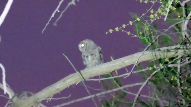 Arabian Scops-Owl - ML592560331