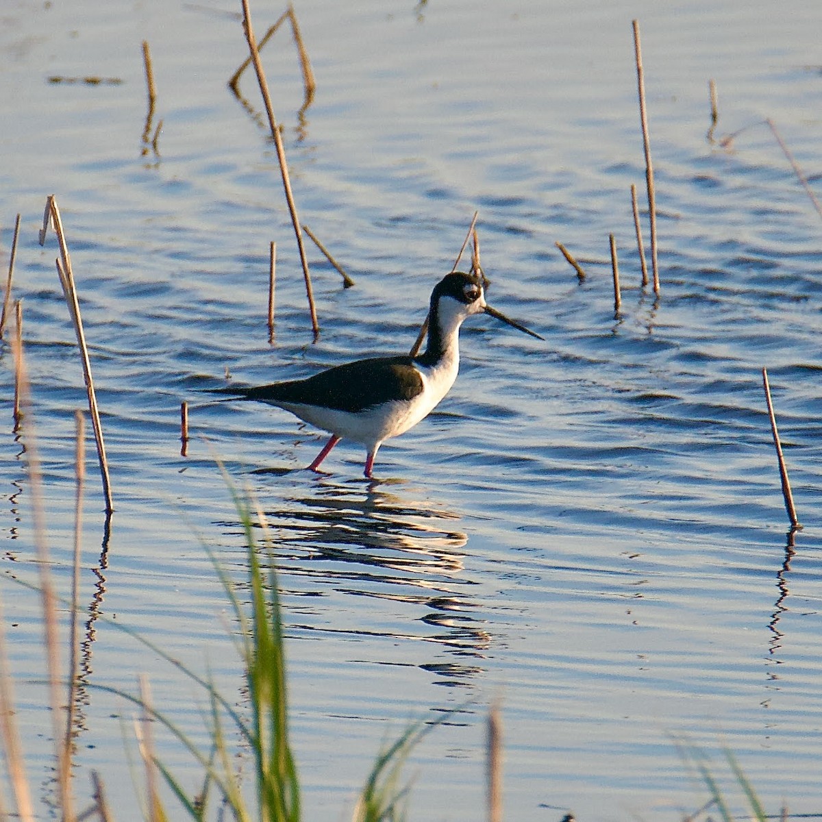 Black-necked Stilt - ML592560601