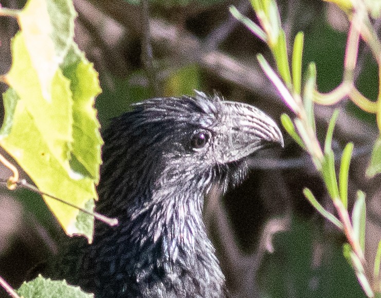 Groove-billed Ani - ML592560881