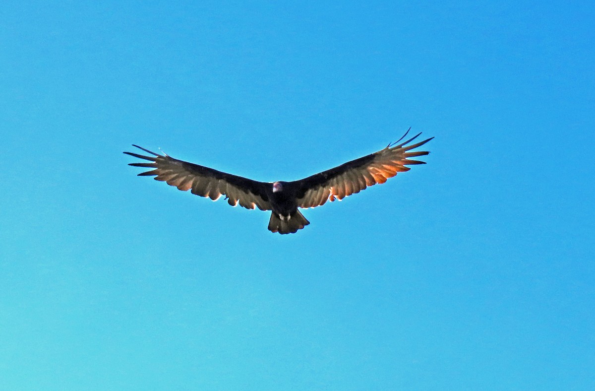 Lesser Yellow-headed Vulture - ML592561821
