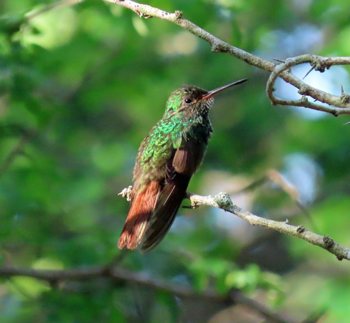 Rufous-tailed Hummingbird - ML592561981