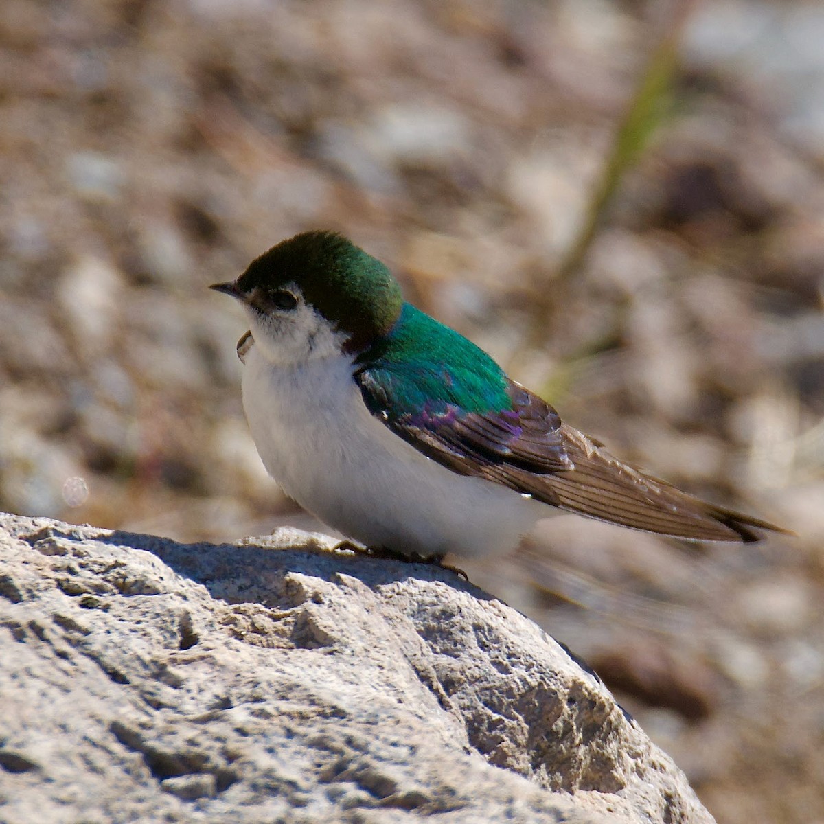 Violet-green Swallow - Cheryl & Scott Taylor