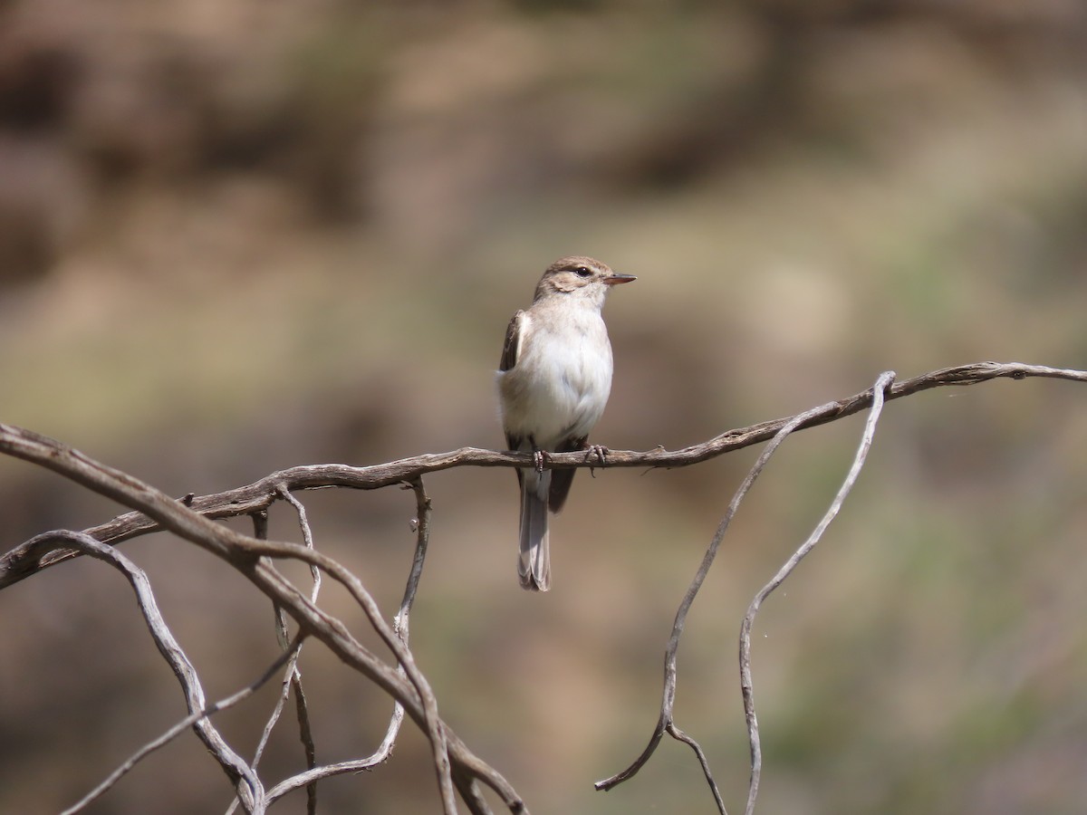 Gambaga Flycatcher - ML592562041