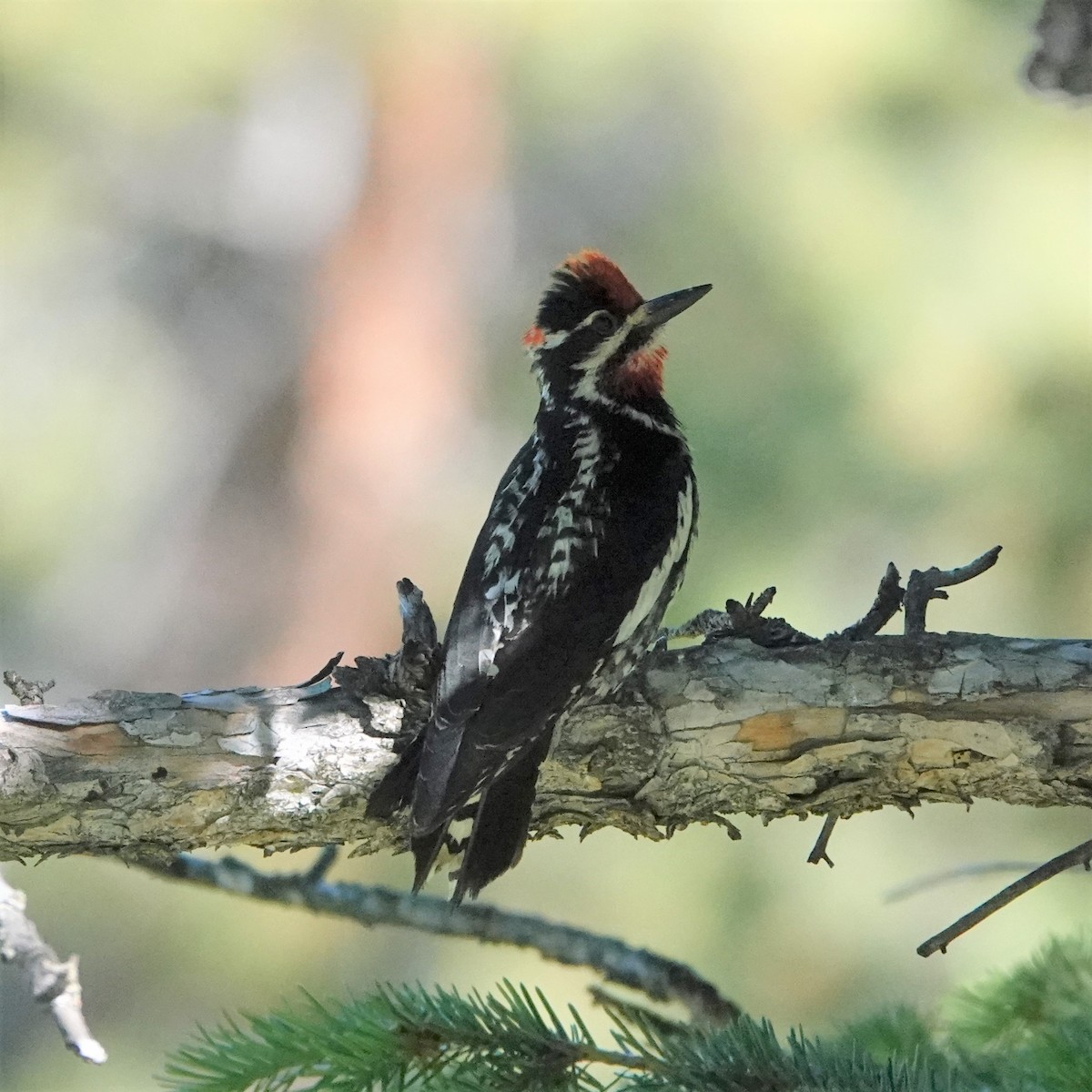 Red-naped Sapsucker - ML592563501