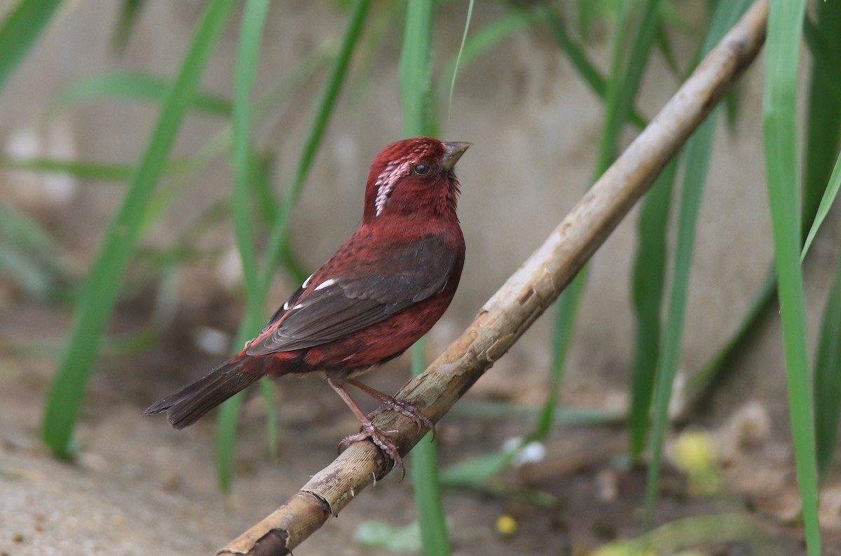 Vinaceous Rosefinch - Allen Lyu