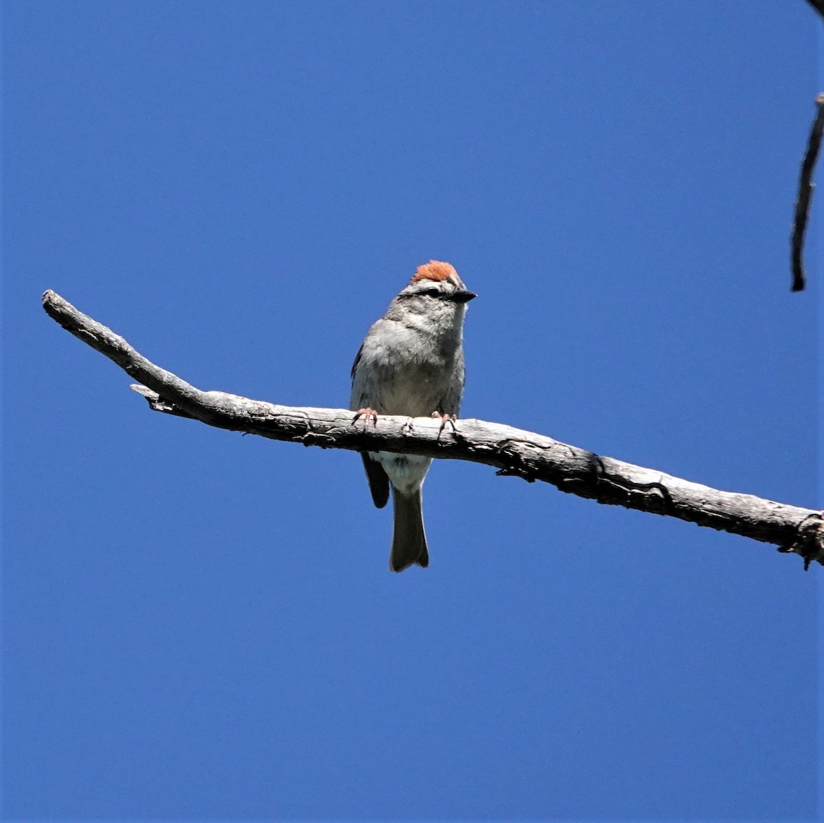 Chipping Sparrow - ML592563791
