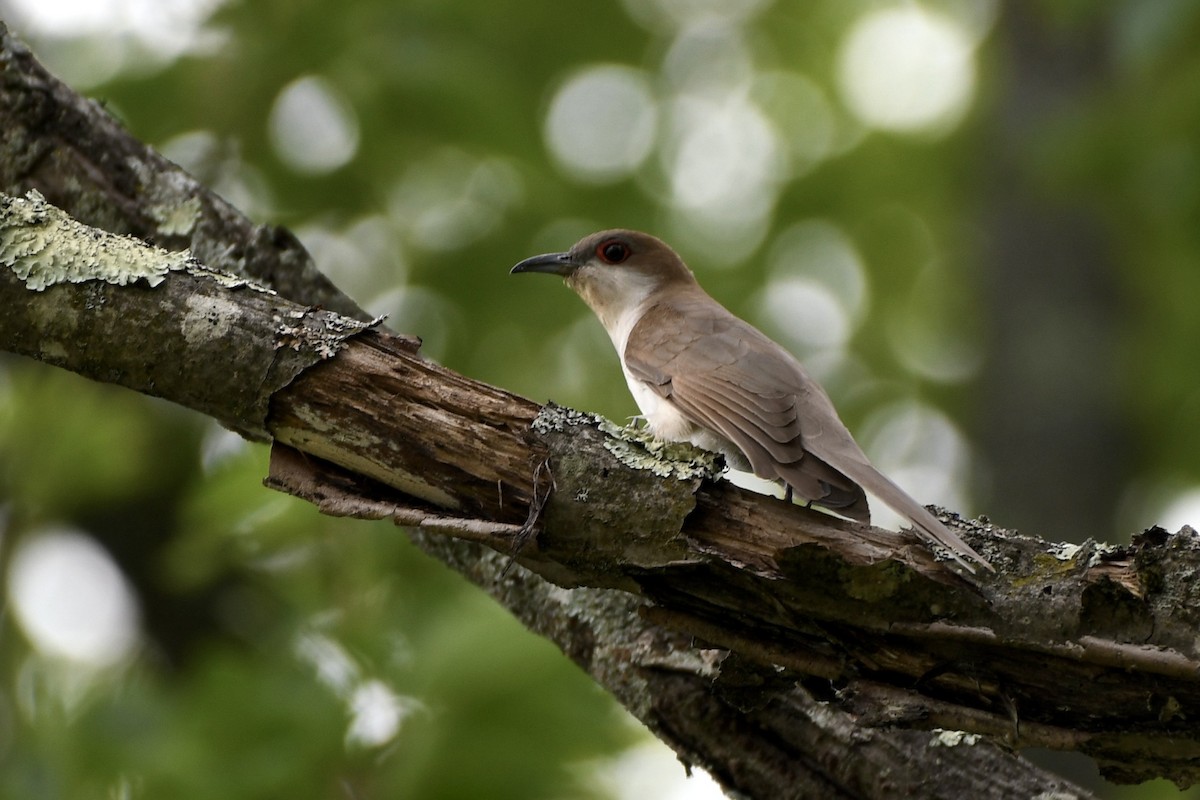 Black-billed Cuckoo - Brett Hillman