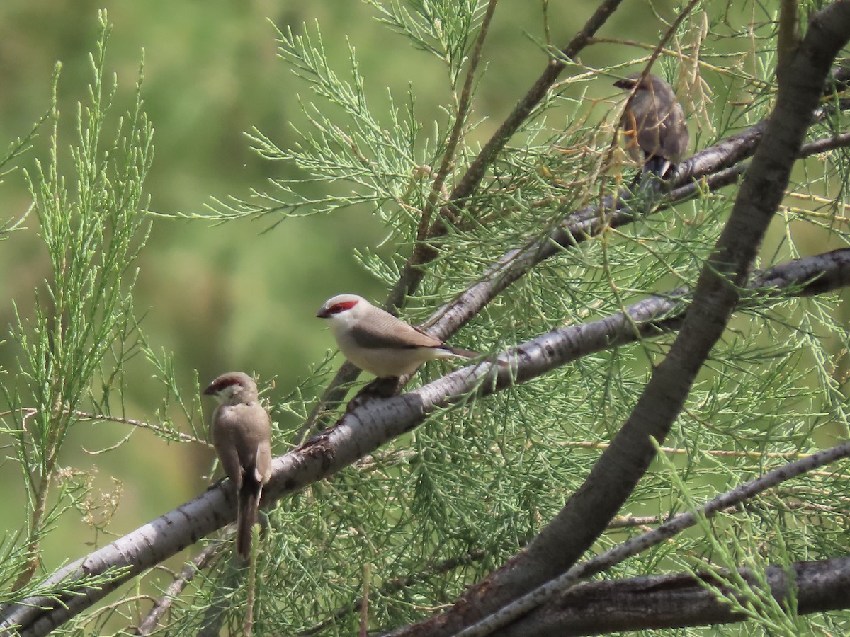 Arabian Waxbill - ML592564681