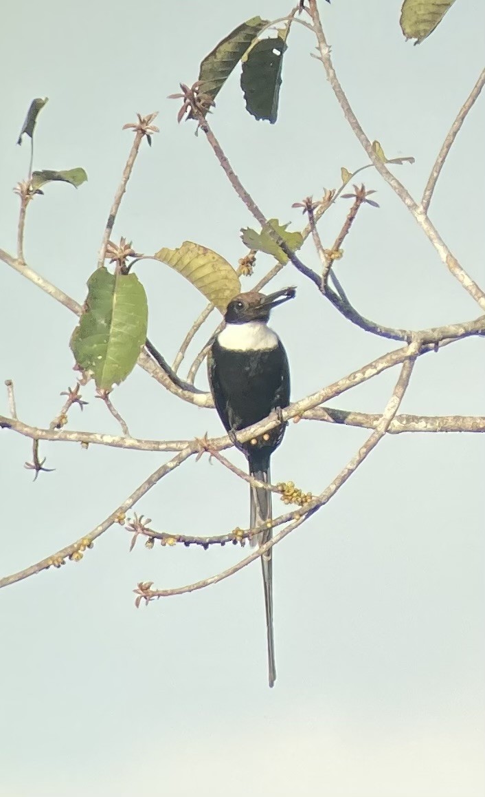 Paradise Jacamar - Jeff Marks