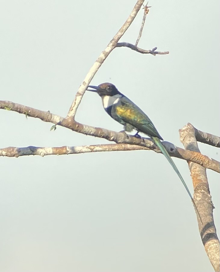 Jacamar à longue queue - ML592566021