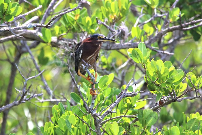 Green Heron - ML592567541