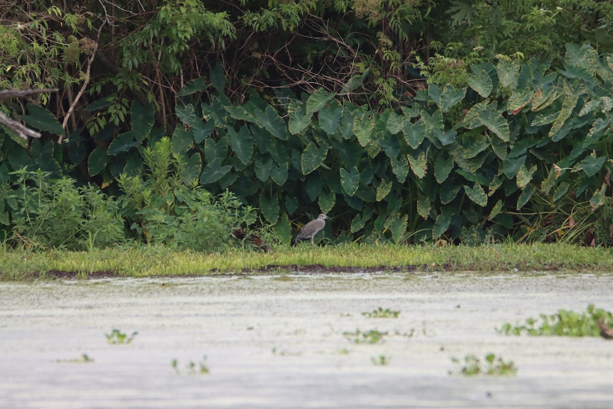 Black-crowned Night Heron - ML592567601