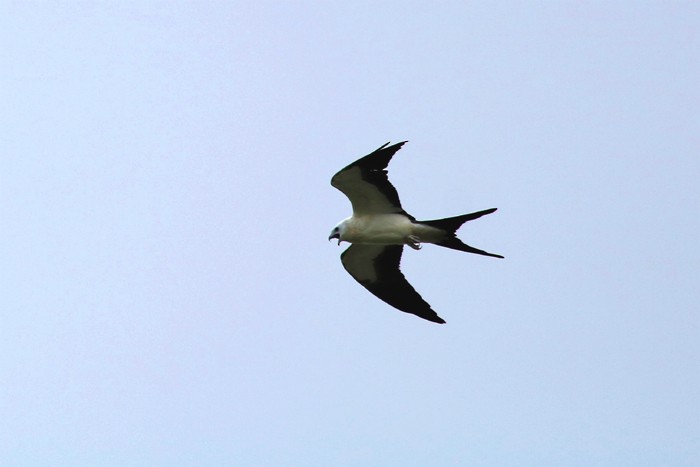 Swallow-tailed Kite - ML592569241