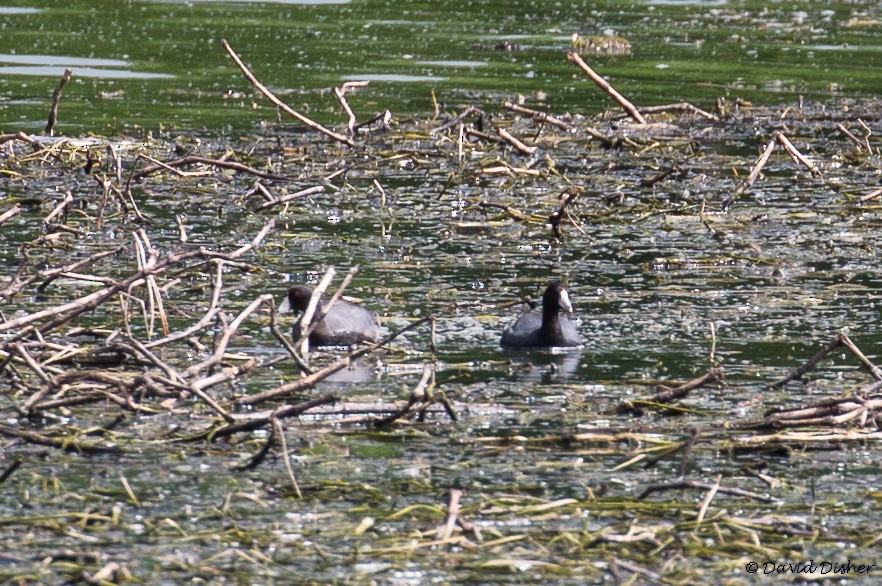 American Coot (Red-shielded) - ML59257011