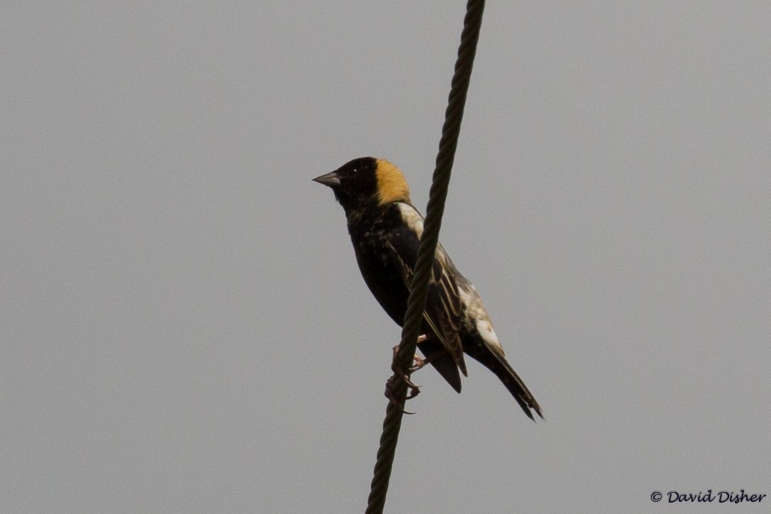 bobolink americký - ML59257051