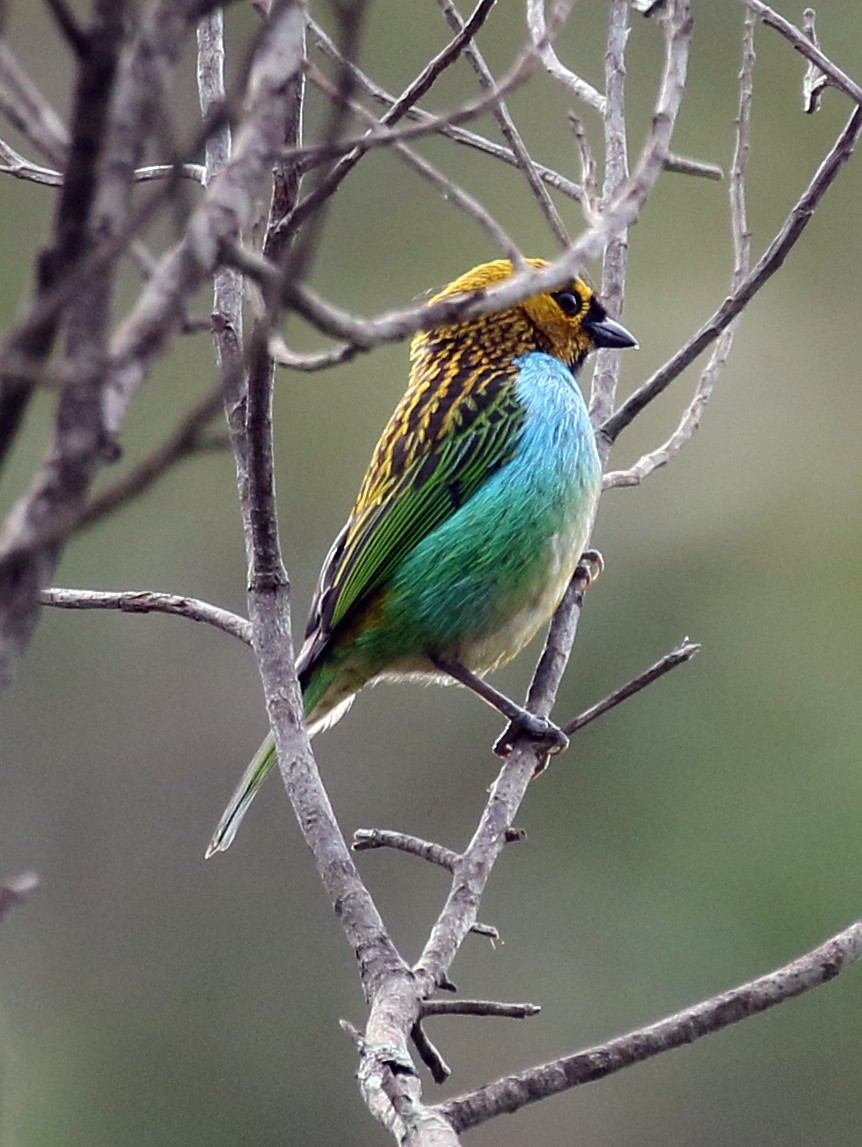 Gilt-edged Tanager - Charlotte Byers