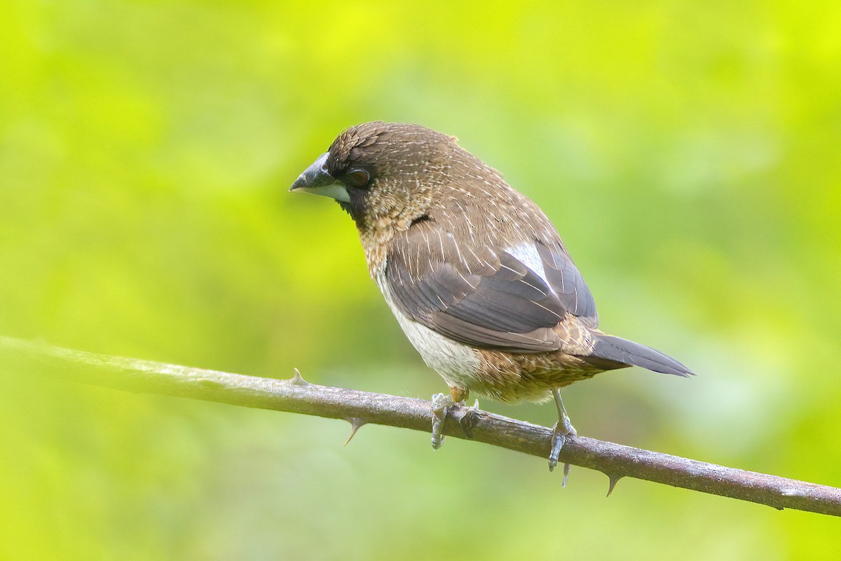 White-rumped Munia - ML592571061