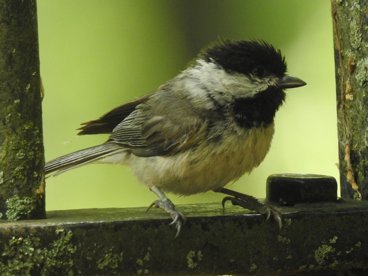 Carolina Chickadee - ML592571121