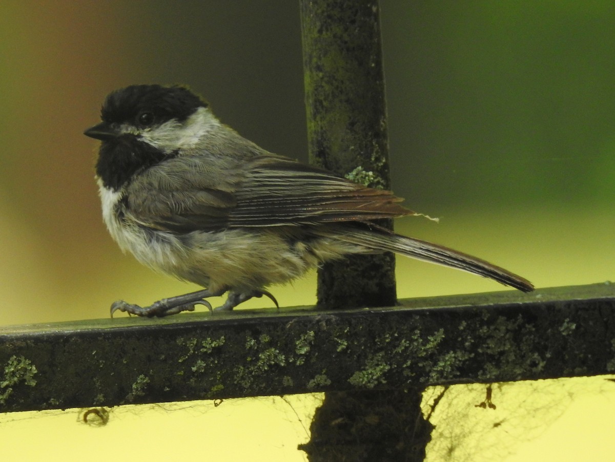 Carolina Chickadee - ML592571131