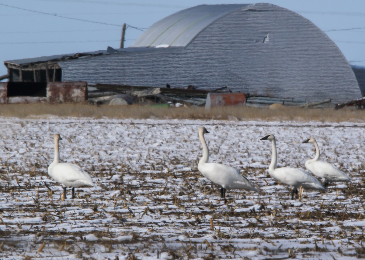 Cygne trompette - ML592571441