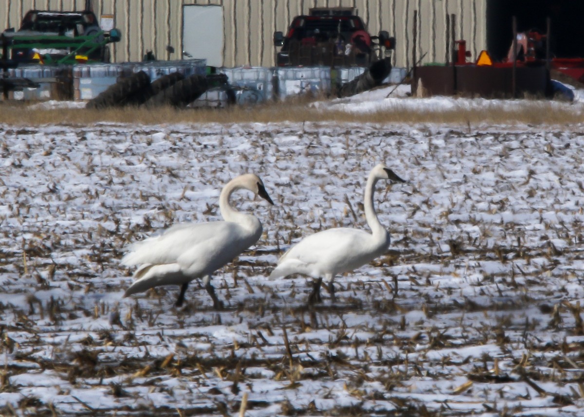 Cygne trompette - ML592571451