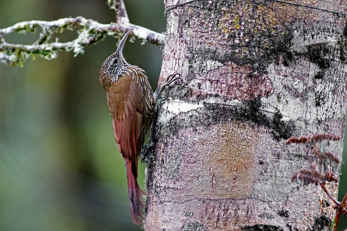 Montane Woodcreeper - ML592571561