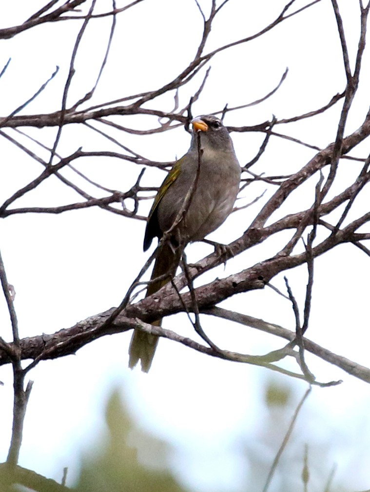 Pale-throated Pampa-Finch - Charlotte Byers