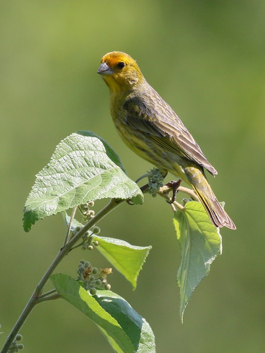 Saffron Finch - Charlotte Byers