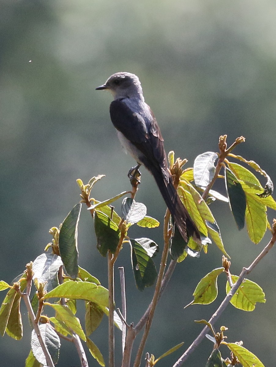 Shear-tailed Gray Tyrant - Charlotte Byers