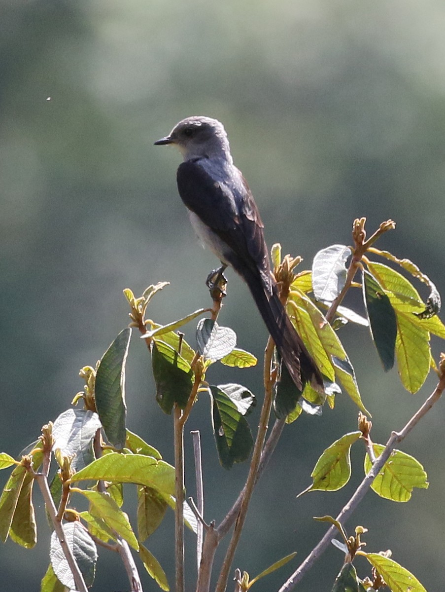 Shear-tailed Gray Tyrant - ML59257491