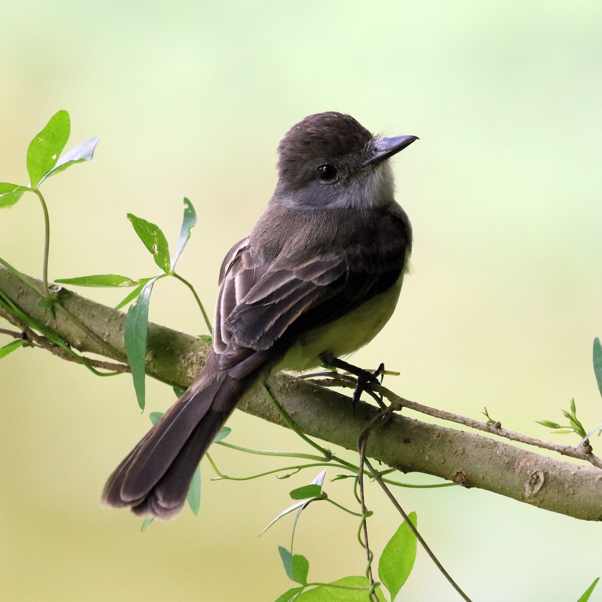 Short-crested Flycatcher - ML59257551