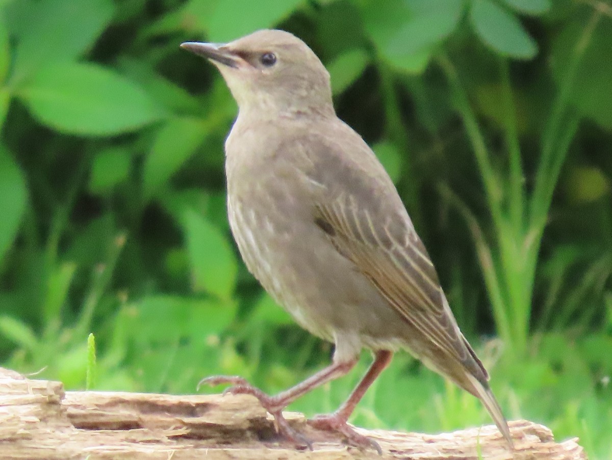 European Starling - ML592575561