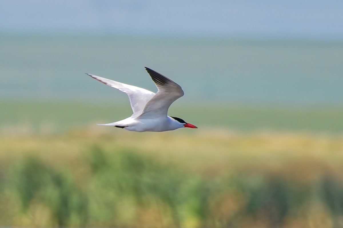 Caspian Tern - Calvin S