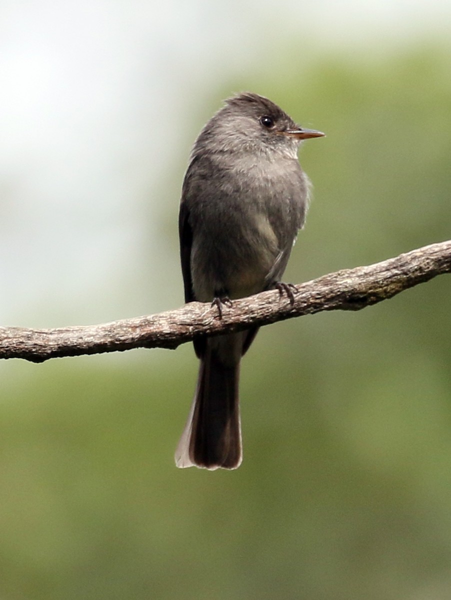 Dunkel-Waldschnäppertyrann - ML59257681