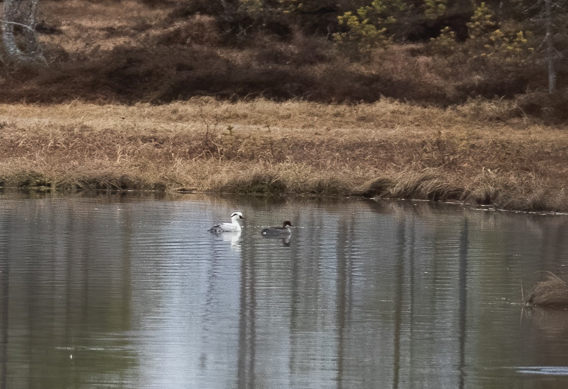 lappfiskand - ML592577121