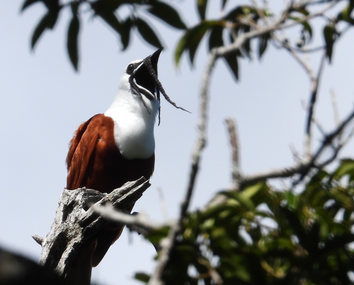 Three-wattled Bellbird - ML592577261