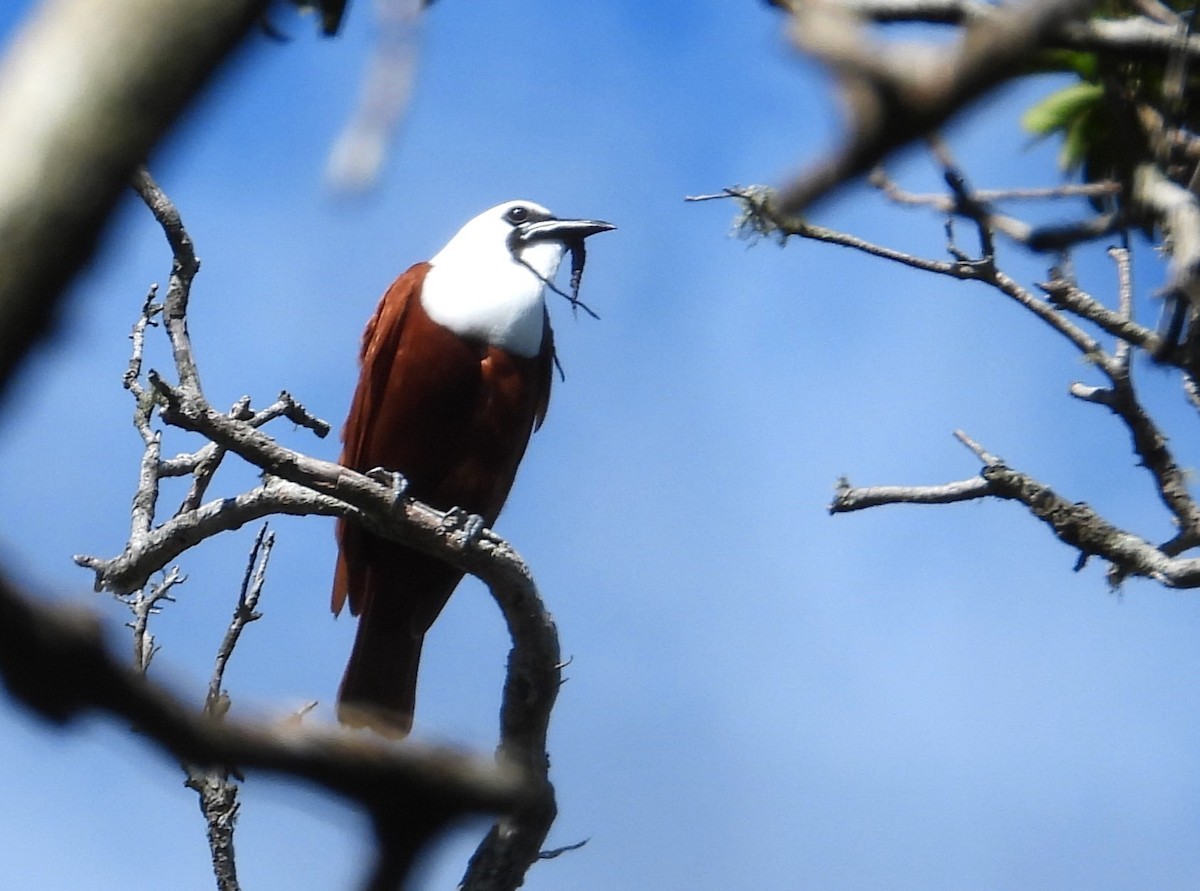 Three-wattled Bellbird - ML592577271