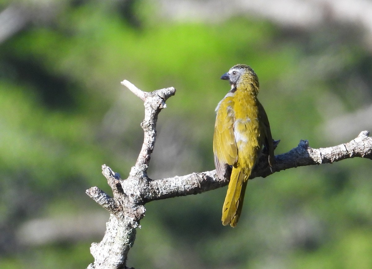 Buff-throated Saltator - ML592578021